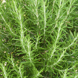 Rosemary Live Plant, Garden Herb Plant, 4-7 Inch Tall, 4 Inch Pot