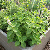 2 Green Cuban Oregano Plants Live, Culinary Herb Plant, 4-6 Inch Tall