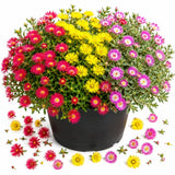 Ice Plant Succulent Live Plant, Ground Cover, 4-7 Inch Tall, 4 Inch Pot