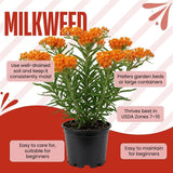 Set of 2 Orange Milkweed Live Plant 4-6" Tall