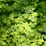 Green Shamrock Oxalis Plant Live, Indoor Houseplant, 3-6 Inch Tall