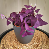 Purple Live Shamrock Oxalis Plant, Trailing Indoor Houseplant, 3.5 Inch Pot