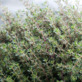 2 Thyme Live Plants, Home Garden Plant, 4-6 Inch Tall