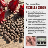 100 Roselle Seeds, Seeds for Planting