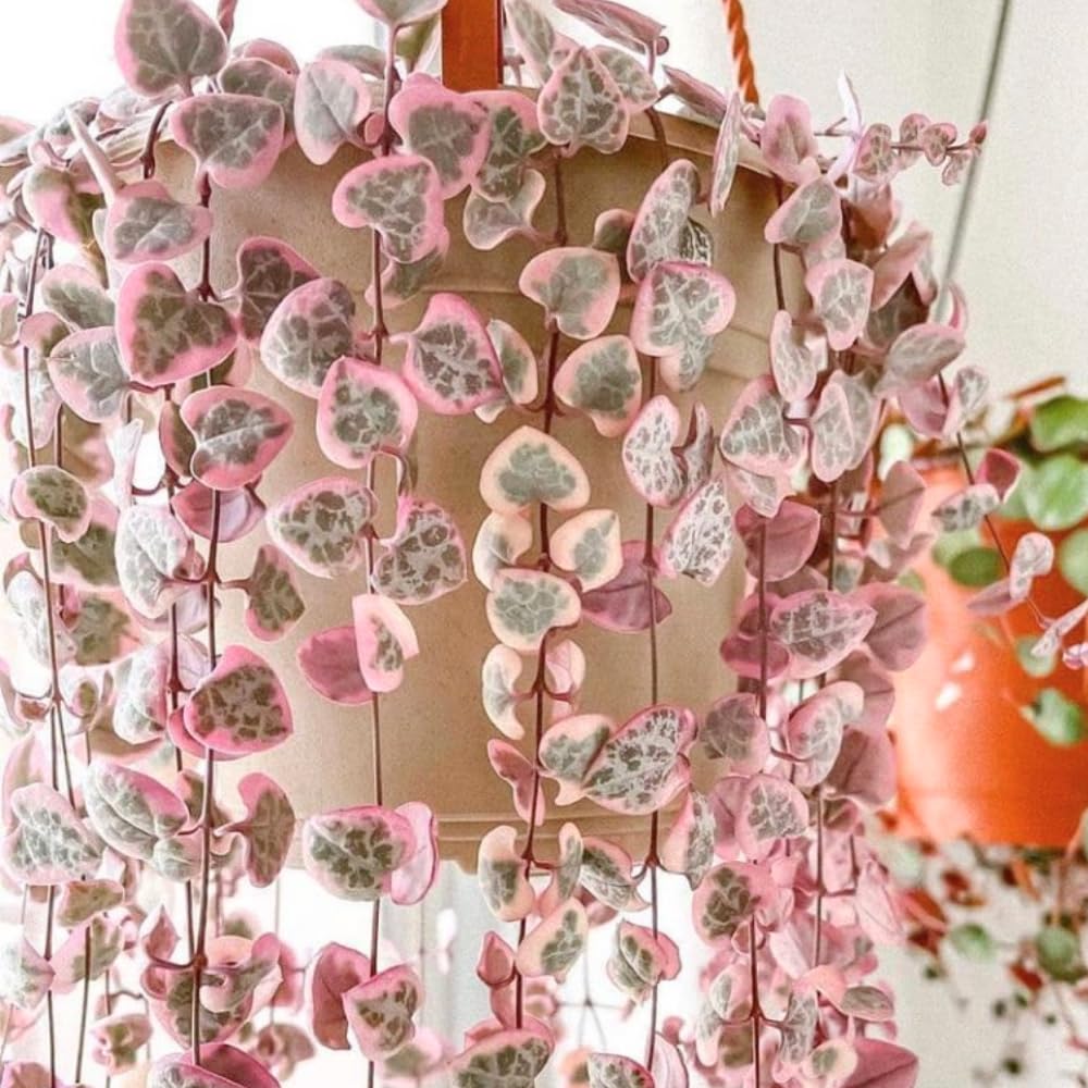 Live Variegated String of Hearts Plant, 4-7 Inch Tall, 4 Inch Pot