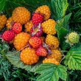 Yellow Salmonberry Plant Live, Berry Bush Plant, 6-8 Inch Tall, 5 Inch Pot