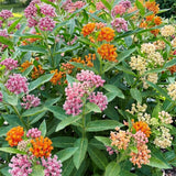 Set of 2 Mix Milkweed Live Plant 4-6" Tall