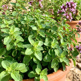 Oregano Live Plant, Herb Plant, 4-6 Inch Tall, 3.5 Inch Pot