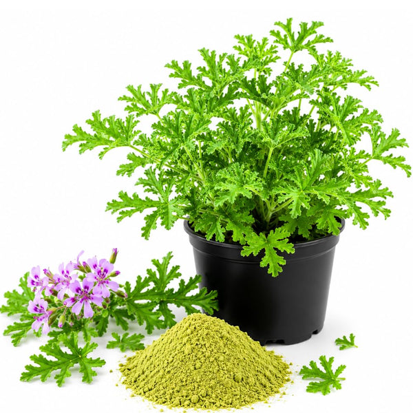 2 Citronella Live Plants, Indoor Outdoor Herb, 3-6 Inch Tall