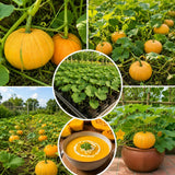 Orange Pumpkin Live Plant, 4-6 Inch Tall, 4 Inch Pot