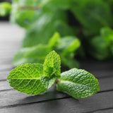 Mojito Mint Plant Live, Indoor Outdoor Herb Plant, 3-5 Inch Tall