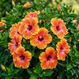 Hibiscus Plant Live, Vibrant Bloom Plant, 7-9 Inch Tall