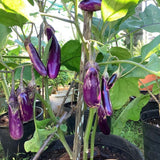 Live Eggplant Plant, Long Purple Eggplant Seedling in 4" Pot