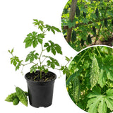 Green Bitter Melon Live Plant, Bitter Gourd Vine, 4-7 Inch Tall, 4 Inch Pot