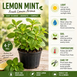 2 Lemon Mint Live Plants, Herb Plant, 3-7 Inch Tall