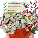 Live Variegated String of Hearts Plant, 4-7 Inch Tall, 4 Inch Pot