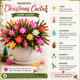 2 Random Christmas Cactus Live Plants, Holiday Cactus, 4-6 Inch Tall