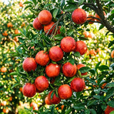 Orange Tree, Citrus Fruit Tree, 1-2 Ft Tall, 1 Gallon Pot