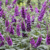 Black Purple Buddleia Live Plant 4-8" Tall