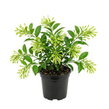 White Night Blooming Jasmine Flower Live Plant, Flower Vine, 4-6 Inch Tall