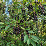 Live Chokecherry Plant 5 Inch Pot, Aronia Berry Plant 5-8" Tall