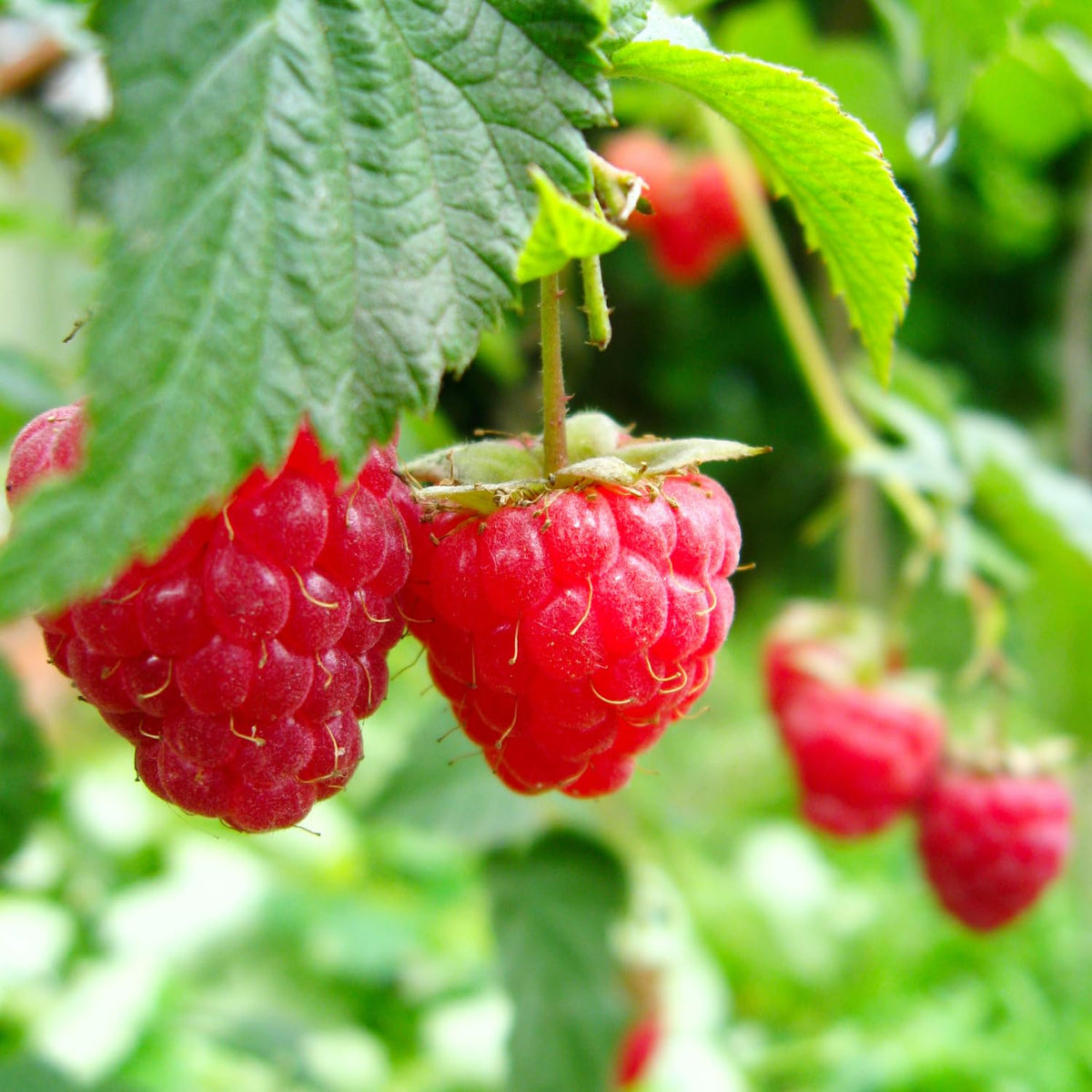Red Raspberry Plant Live, Edible Berry Plant, 3-5 Inch Tall, 4 Inch Pot