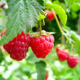 Red Raspberry Plant Live, Edible Berry Plant, 3-5 Inch Tall, 4 Inch Pot