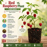 2 Red Live Raspberry Plants, 4-6 Inch Tall, 4 Inch Pot