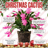 Pink Christmas Cactus Plant Live, 4-6 Inch Tall