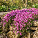 2 Creeping Phlox Flower Live Plants, Well-Rooted Flower Plug, 5-7 Inch Tall