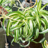 Curly Spider Plant, 4 Inch Pot Live Spider Plants