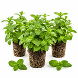 3 Peppermint Live Plants, Indoor Outdoor Herb Plant, 4-7 Inch Tall