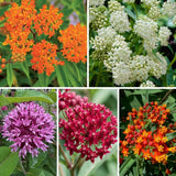 Set of 2 Mix Milkweed Live Plant 4-6" Tall