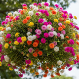 4 Mixed Portulaca Plants Live, Patio Container Plant, 3-5 Inch Tall
