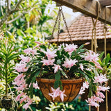 Pink Thanksgiving Cactus Live Plant, Indoor Decor Plant, 4 Inch Pot