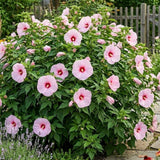 2 Rose Pink Hibiscus Live Plant, 3-6" Tall
