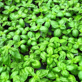 Large Leaf Sweet Basil Live Plant, 3–5 Inch Tall
