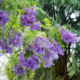 Purple Jacaranda Tree Live Plant, 4-6 Inch Tall, 4 Inch Pot