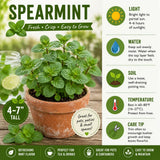 2 Spearmint Herb Live Plants, Mint Herb Plant, 3-7 Inch Tall