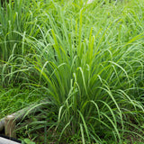 5 Lemongrass Plants, Lemon Grass Live Plant, 4-6 Inch Tall