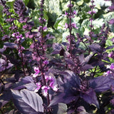 Dark Purple Basil 3-5" Tall, Basil Herb Plant in Pot
