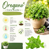 Oregano Herb Live Plant, Garden Herb Plant, 4-6 Inch Tall, 3.5 Inch Pot