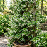 White Star Jasmine Plant Live, Outdoor Garden Flower Shrub, 4-7 Inch Tall