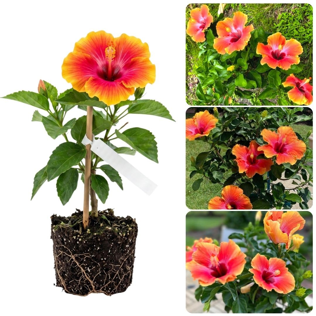 Bright Orange Yellow Hibiscus Live Plant, 5-8" Tall