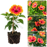 Bright Orange Yellow Hibiscus Live Plant, 5-8" Tall