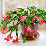 Red Christmas Holiday Cactus Live Plant, Tropical Houseplant