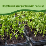 Parsley Live Plant, Garden Herb Plant, 4-7 Inch Tall, 4 Inch Pot