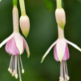 Light Pink Fuchsia Live Plant in 5 Inch Pot - 3-6 Inch Tall