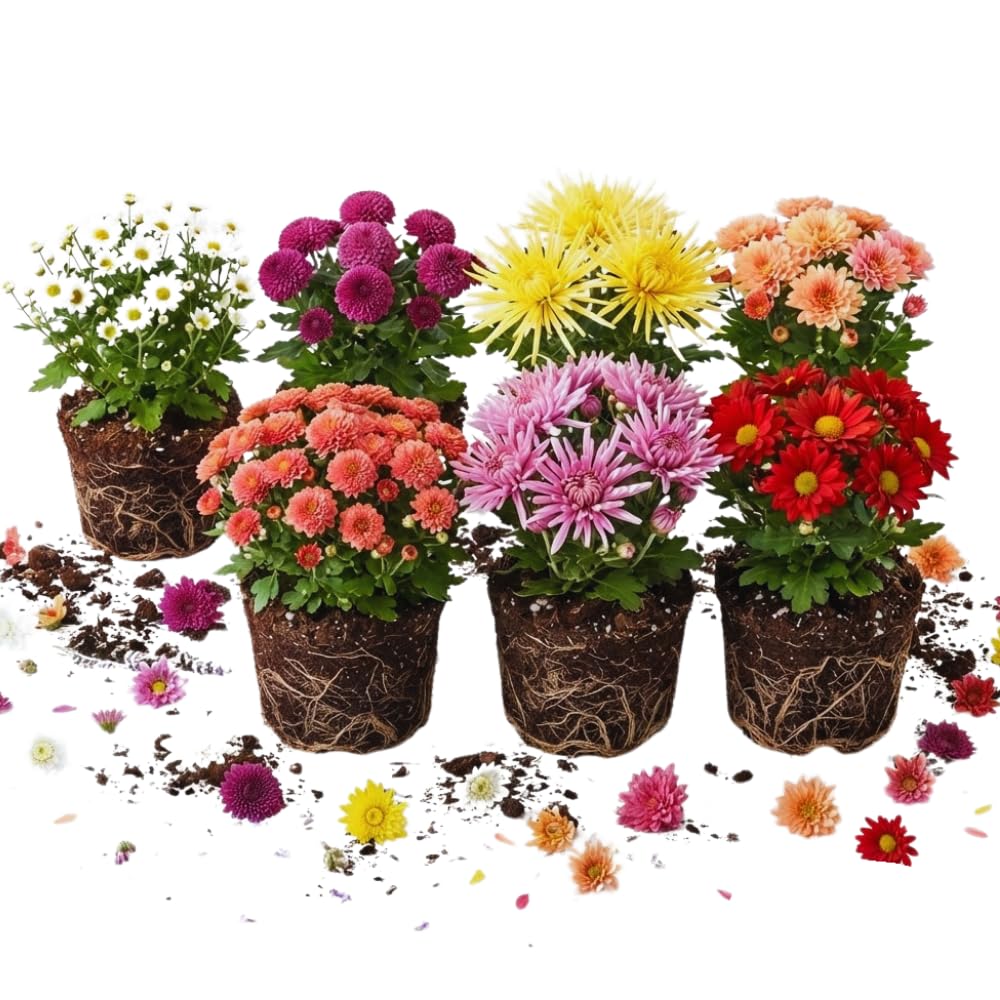 2 Chrysanthemum Live Plants, Spring Bloom Flower Plant, 5 Inch Tall