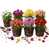 2 Chrysanthemum Live Plants, Spring Bloom Flower Plant, 5 Inch Tall